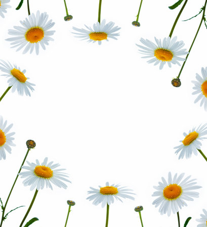 Composition of chamomile flowers isolated on white background. daisiesの写真素材