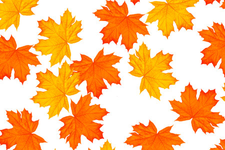 Bright autumn maple leaf on a white background. foliage. Fall conceptの写真素材