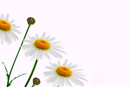 Composition of chamomile flowers isolated on white background. daisiesの写真素材