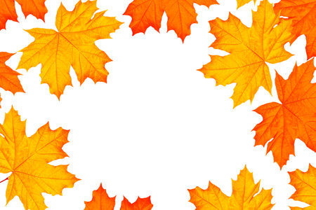 Bright autumn maple leaf on a white background. foliage. Fall conceptの写真素材