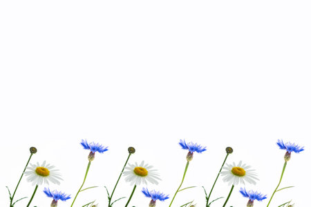 Wild flower cornflower, chamomile isolated on white background. wildflowerの写真素材