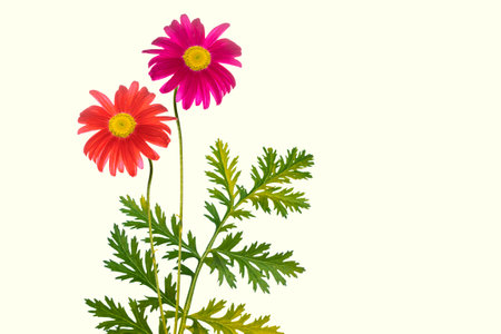 Colorful autumn flowers of chrysanthemum on a white background. floral composition.の写真素材