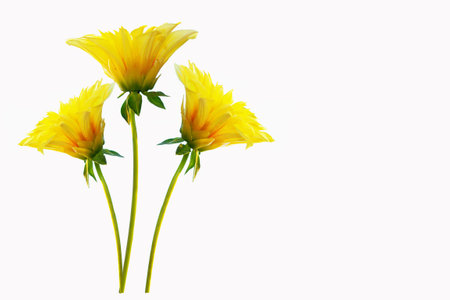 Colorful bright flower dahlia isolated on white background. natureの写真素材