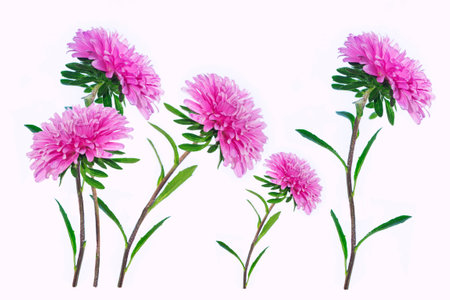 Colorful bright flower aster isolated on white background. natureの写真素材