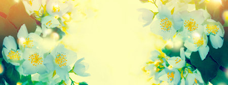 White jasmine. The branch delicate spring flowers. natureの写真素材