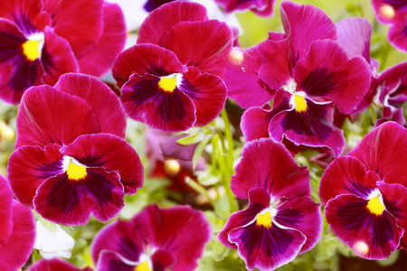 Closeup of colorful pansy flower. Summer landscapeの写真素材