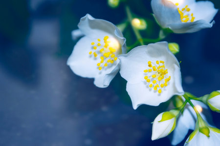 White jasmine. The branch delicate spring flowers. natureの写真素材