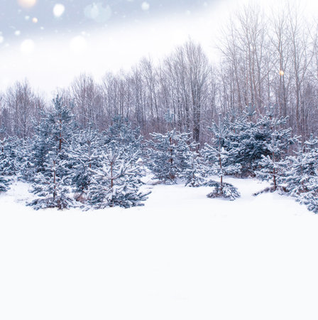 landscapes. Frozen winter forest with snow covered trees. outdoorの写真素材