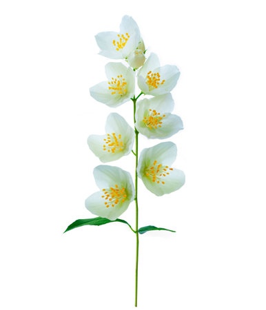 branch of jasmine flowers isolated on white background. Beautiful flowering plantの写真素材
