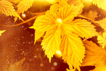 autumn landscape with bright colorful leaves. Indian summer. foliageの写真素材