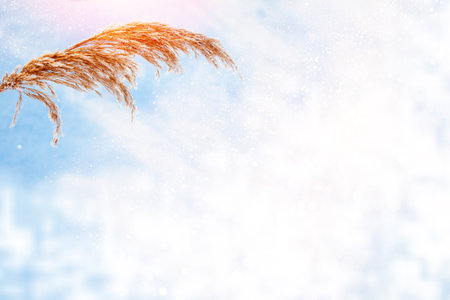 Blurred frozen grass. Winter abstract background. Landscape. outdoorの写真素材