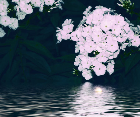 Colorful phlox flowers on a background of the autumn landscape. meadow blooming. natureの写真素材