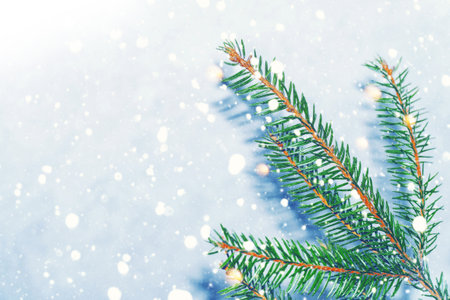 Frozen winter forest with snow covered trees. Coniferous spruce branch. outdoorの写真素材