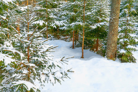 landscapes. Frozen winter forest with snow covered trees. outdoorの写真素材
