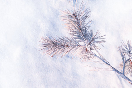 Frozen winter forest with snow covered trees. Coniferous spruce branch. outdoorの写真素材