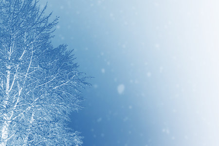 Frozen winter forest with snow covered trees. outdoor. Festive Christmas card.の写真素材