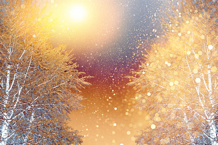 Frozen winter forest with snow covered trees. outdoor. Festive Christmas card.の写真素材