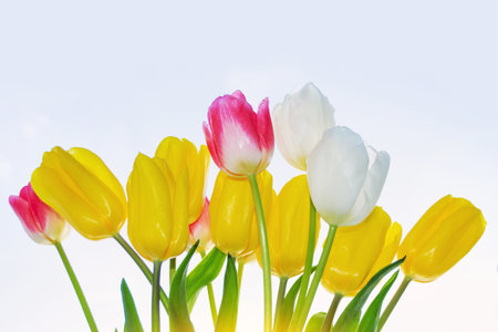 spring flowers tulips isolated on blue background. floral collection.の写真素材