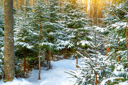 landscapes. Frozen winter forest with snow covered trees. outdoorの写真素材