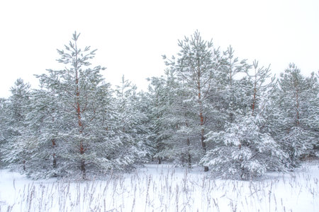 landscapes. Frozen winter forest with snow covered trees. outdoorの写真素材