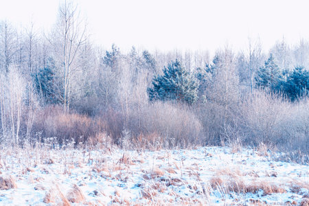 landscapes. Frozen winter forest with snow covered trees. outdoorの写真素材