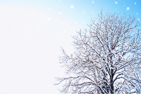 Frozen winter forest with snow covered trees. outdoor. Festive Christmas card.の写真素材