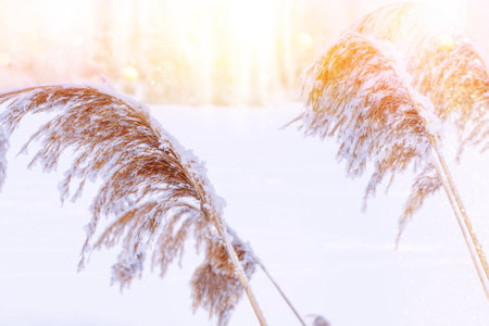 Winter abstract natural background. Blurred frozen grass. Landscape. outdoorの写真素材