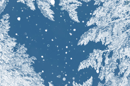 New Years Eve. Frozen winter forest with snow covered trees. Coniferous spruce branch. outdoorの写真素材