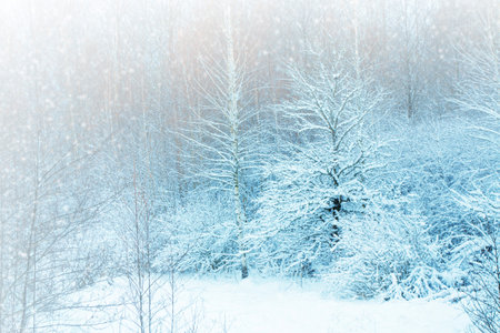 Frozen winter forest with snow covered trees. outdoorの写真素材