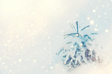 landscapes. Frozen winter forest with snow covered trees. outdoorの写真素材