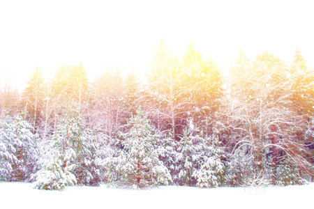 landscapes. Frozen winter forest with snow covered trees. outdoorの写真素材
