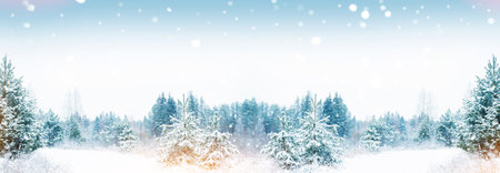 landscapes. Frozen winter forest with snow covered trees. outdoorの写真素材