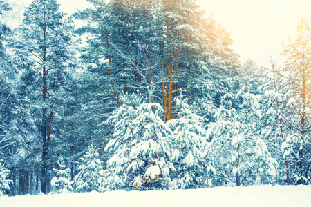 landscapes. Frozen winter forest with snow covered trees. outdoorの写真素材