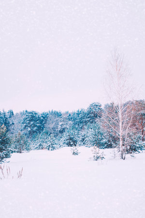 landscapes. Frozen winter forest with snow covered trees. outdoorの写真素材