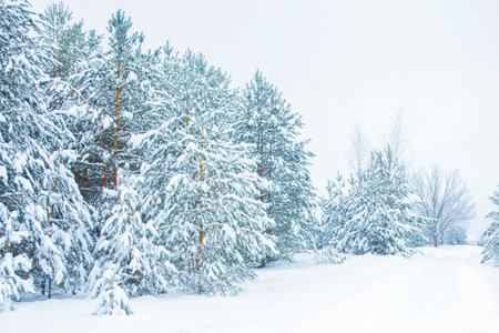 landscapes. Frozen winter forest with snow covered trees. outdoorの写真素材