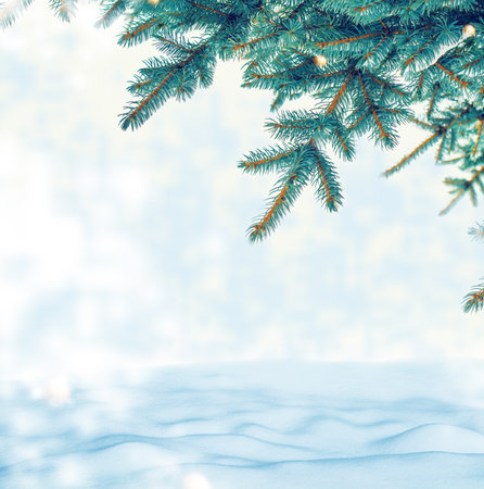 Snow covered fir branch on a winter background. Greeting card.の写真素材