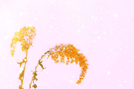 Blurred frozen grass. Winter abstract background. Landscape. outdoorの写真素材