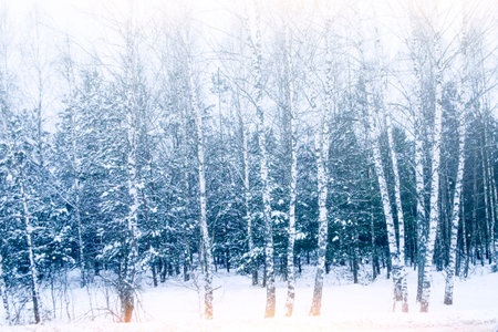 Birch Grove. Frozen winter forest with snow covered trees. outdoorの写真素材