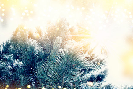 Snow covered fir branch on a winter background. Greeting card.の写真素材