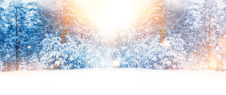 Greeting card. Landscapes. Frozen winter forest with snow covered trees. outdoorの写真素材