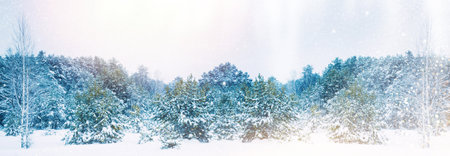 Winter forest with snow. Christmas background. Natural landscape. covered frost trees. Magical winter forest. outdoors. Landscapes.の写真素材