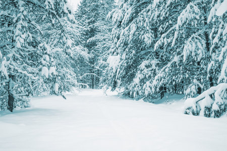 landscapes. Frozen winter forest with snow covered trees. outdoorの写真素材