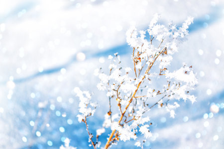 Blurred frozen grass. Winter abstract background. Landscape. outdoorの写真素材