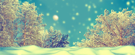 landscapes. Frozen winter forest with snow covered trees. outdoorの写真素材