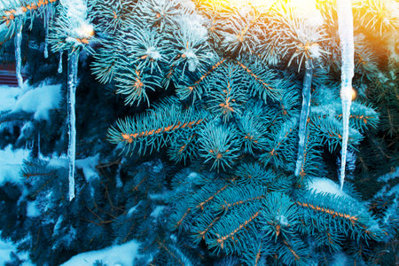 Freezing of water. Christmas tree branch with snow and an icicle, winter macro landscape in the forest. natureの写真素材