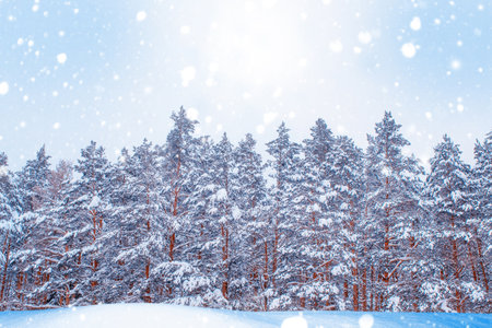 landscapes. Frozen winter forest with snow covered trees. outdoorの写真素材