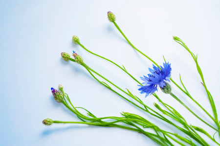 Blue flowers of cornflowers. floral abstract background. Centaurea cyanus.の写真素材