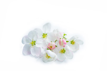 Flowering branch of apple isolated on a white background. natureの写真素材