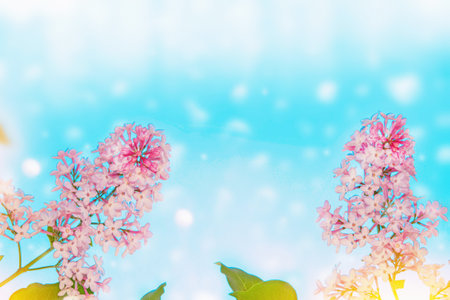 Spring branch of blossoming lilac. Beautiful violet Lilac flower