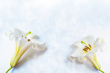 floral background. Greeting card. Beautiful spring flower white lily closeup on a light background. Nature.の写真素材
